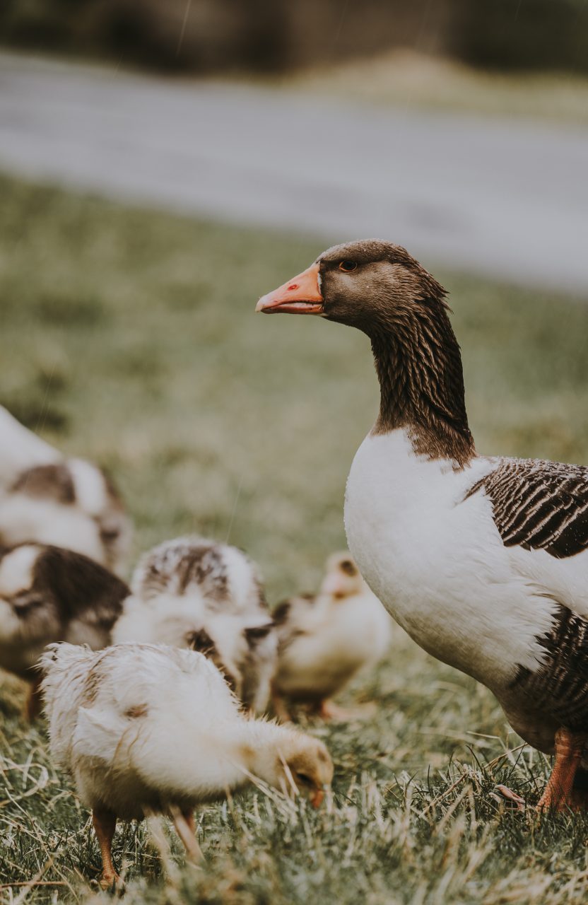 FOIE GRAS: MIJN GOESTINGSKE BELANGRIJKER DAN DIERENWELZIJN?