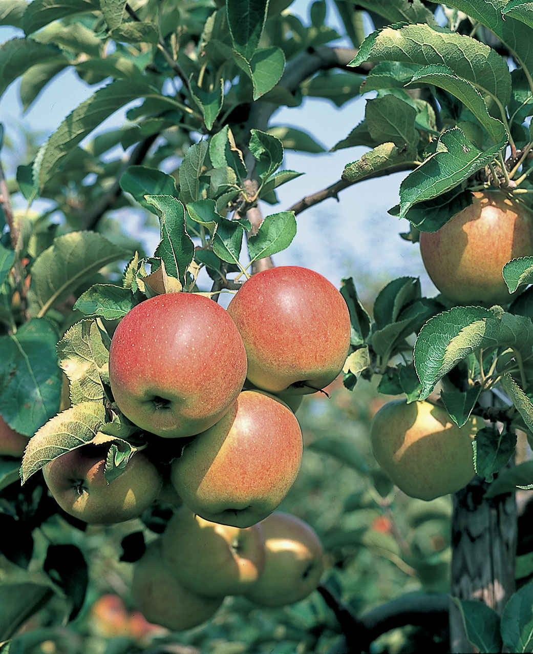 Help de fruittelers in Haspengouw: eet meer appels