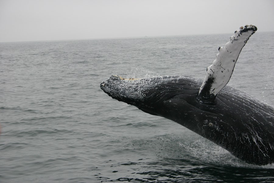 Na 30 jaar gaat Japan weer jagen op walvissen voor consumptie