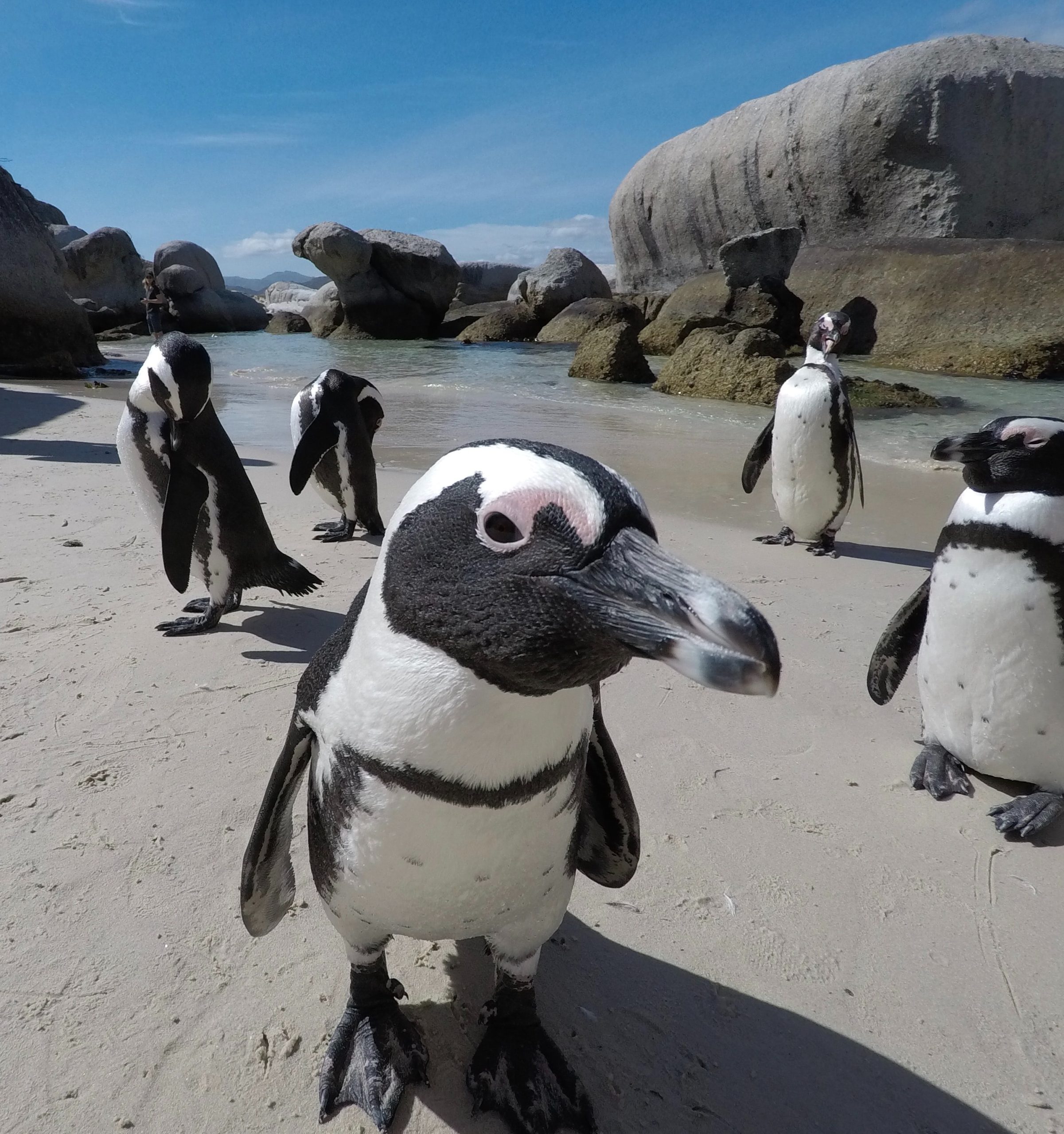 Je zou me vandaag eens moeten zien. Ik ben een pinguïn!